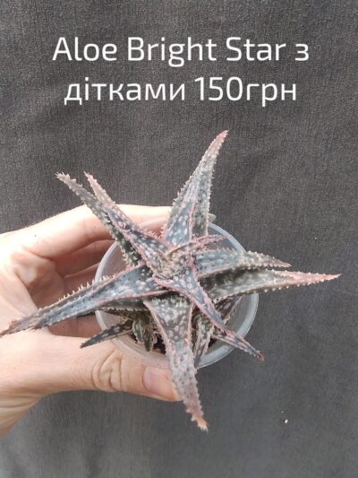 Aloe 'Donnie', also sold as Aloe 'Bright Star' з ДІТКАМИ