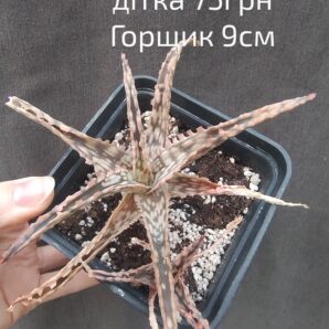 Aloe hybrid дітка