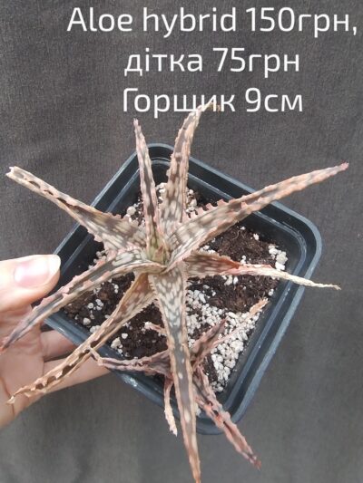 Aloe hybrid дітка