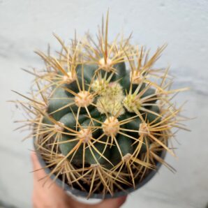 Ferocactus acanthodes | 38
