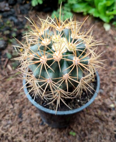 Ferocactus acanthodes - Зображення 2