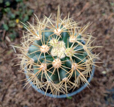 Ferocactus acanthodes - Зображення 3