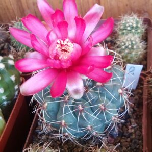 Gymnocalycium baldianum