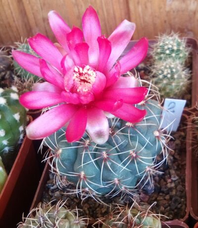Gymnocalycium baldianum