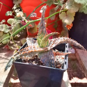 Aloe Marmalade