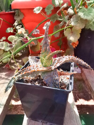 Aloe Marmalade