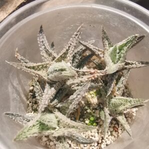 Aloe Coconut Flakes