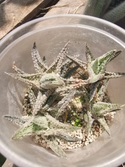 Aloe Coconut Flakes