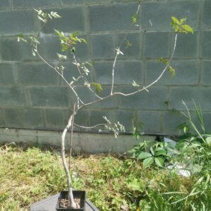 Commiphora dulcis