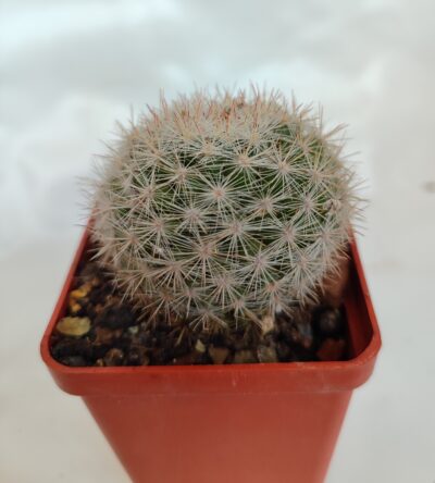 Mammillaria candida - Зображення 2