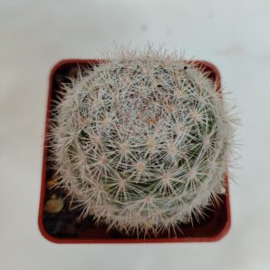 Mammillaria candida