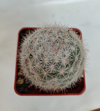 Mammillaria candida