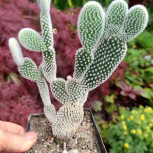 Opuntia microdasis f. alba | 65
