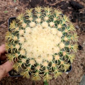Echinocactus grusonii v brevispinus | 26