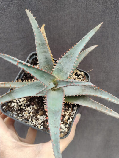 Aloe castolliniae дітка - Зображення 2