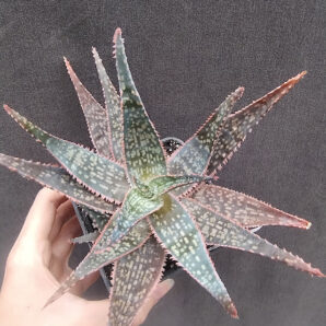 Aloe hybrid Cr. Carol * bakery мамка