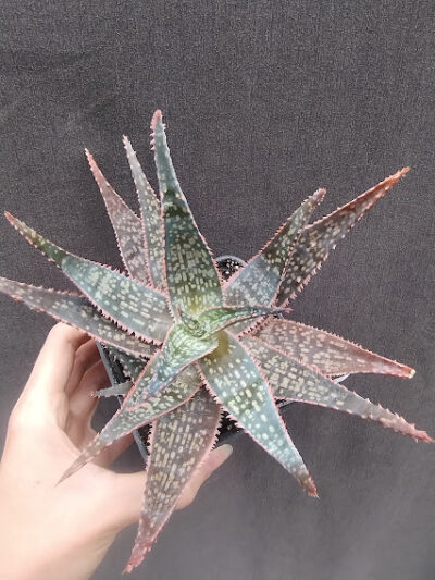 Aloe hybrid Cr. Carol * bakery мамка