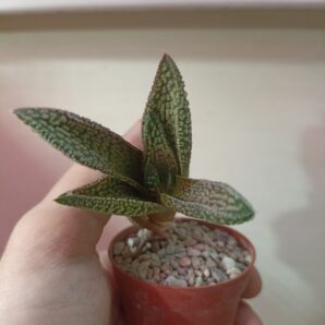 Haworthia Marble Queen