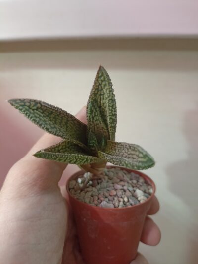 Haworthia Marble Queen