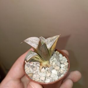 Haworthia Taj Mahal Variegata