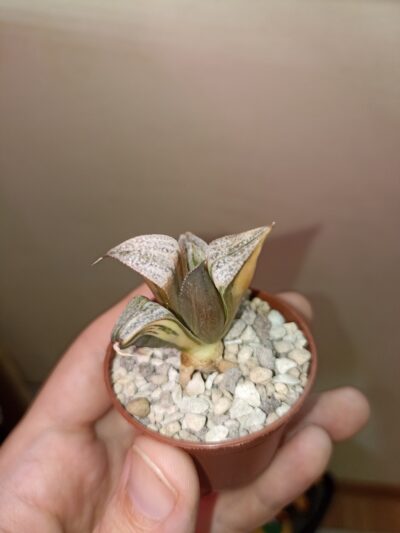 Haworthia Taj Mahal Variegata