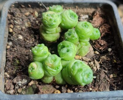Mammillaria bocasana fred