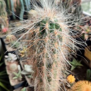 Oreocereus celsianus. | 66