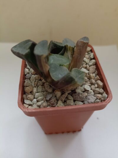 Haworthia Maughanii Silver Variegata - Зображення 2