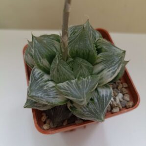 Haworthia Sansenjou White Variegata