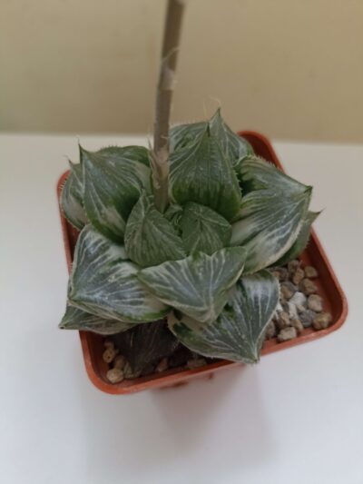 Haworthia Sansenjou White Variegata