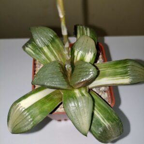 Haworthia Springbokvakensis Variegated