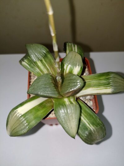 Haworthia Springbokvakensis Variegated