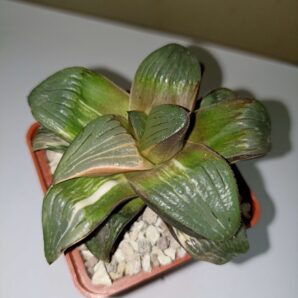 Haworthia Springbokvakensis Variegated