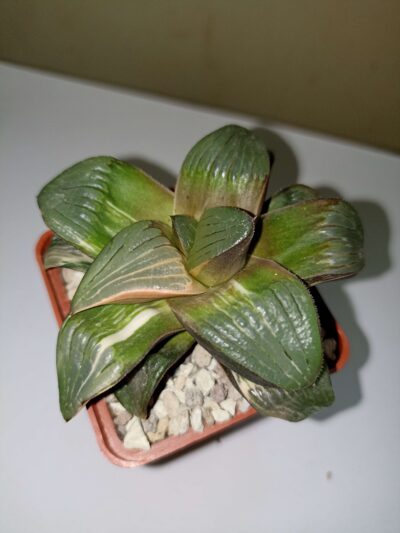Haworthia Springbokvakensis Variegated