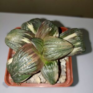 Haworthia Springbokvakensis Variegated