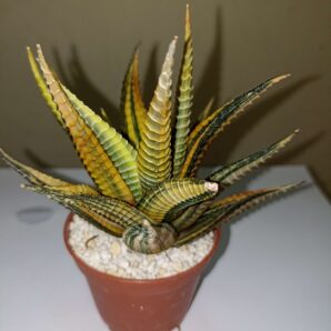 Haworthia Limifolia Var. Schuldtiana Variegated