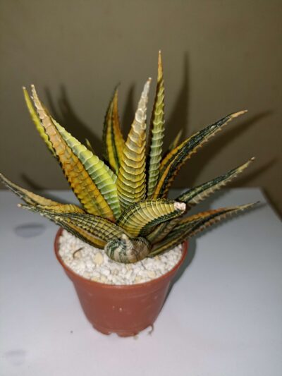 Haworthia Limifolia Var. Schuldtiana Variegated - Зображення 2