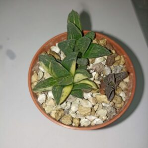Haworthia Variegated 'Tiger' детки