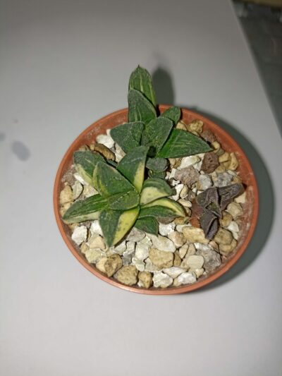 Haworthia Variegated 'Tiger' детки