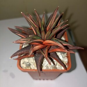 Haworthia Zoganeto Variegata