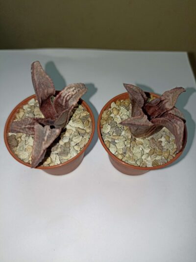 Haworthia Badia Tenkou - Зображення 2