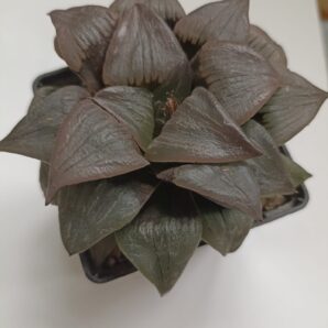 Haworthia Atrofusca