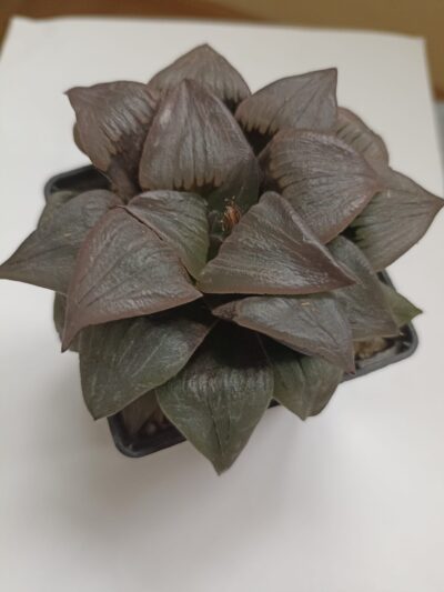 Haworthia Atrofusca