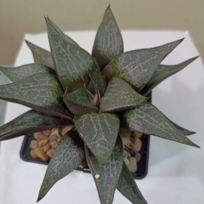 Haworthia Comptoniana