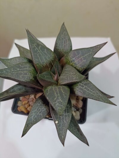 Haworthia Comptoniana