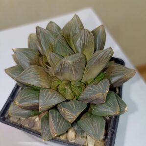 Haworthia Chocolate /Haworthia Red Latern