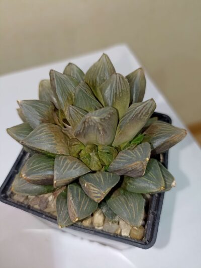 Haworthia Chocolate /Haworthia Red Latern