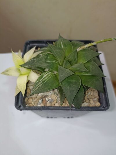 Haworthia cuspidata Variegata - Зображення 2