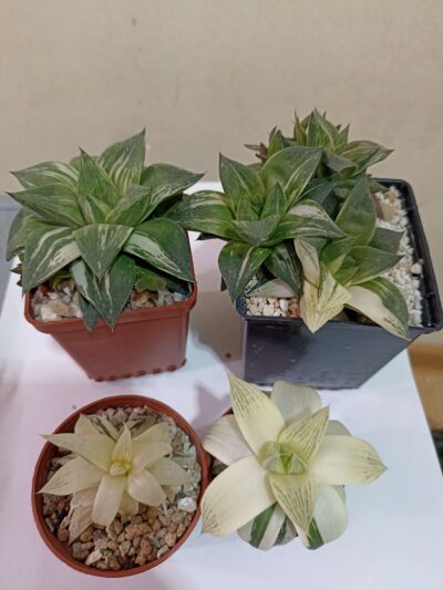 Haworthia cuspidata Variegata - Зображення 2