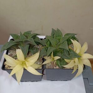 Haworthia Magnifica Mayaki Variegata